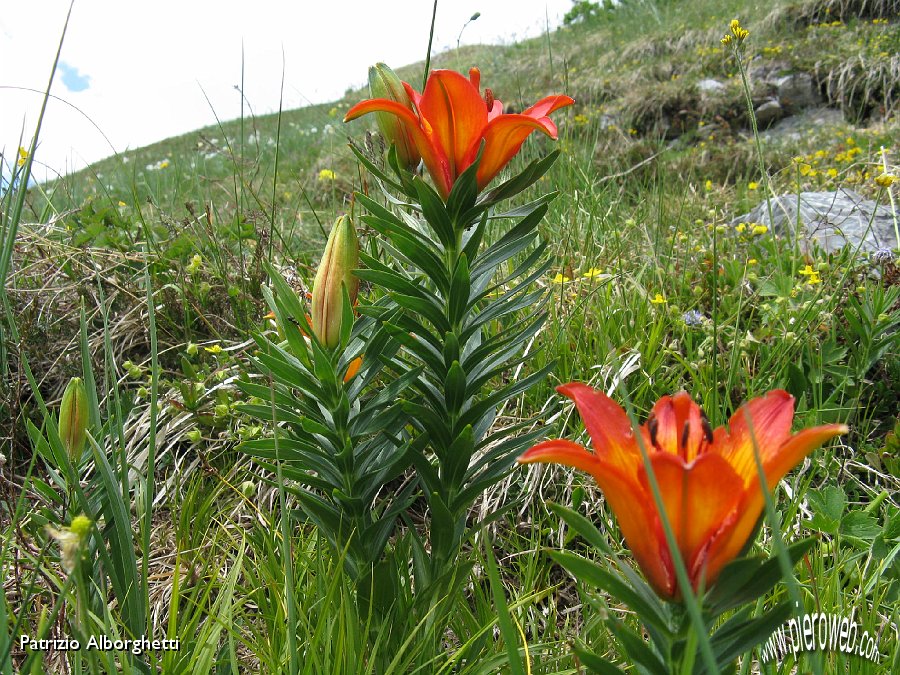 27-Giglio rosso-Lilium bulbiferum L..JPG